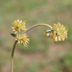 Gomphrena perennis