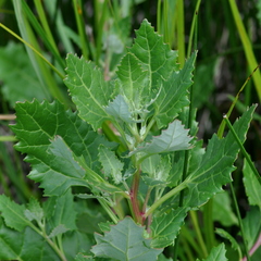 Oxybasis macrosperma