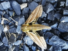 Xylophanes kiefferi