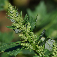 Oxybasis macrosperma