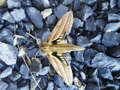 Xylophanes kiefferi