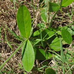 Pfaffia tuberosa