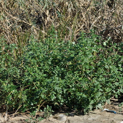 Oxybasis macrosperma