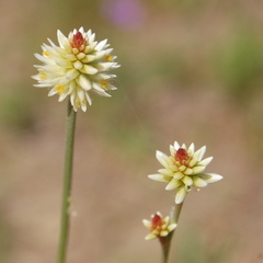 Pfaffia tuberosa