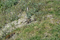 Leucosticte tephrocotis