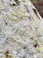 Ostropomycetidae
