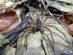 Heteropoda boiei