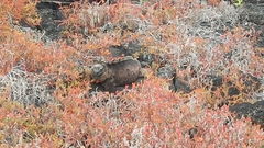 Sesuvium edmonstonei