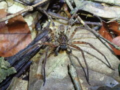Heteropoda boiei
