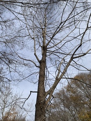 Diospyros virginiana