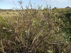 Salix repens argentea