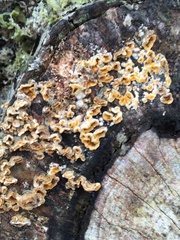 Stereum gausapatum