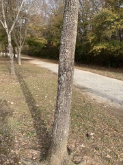 Diospyros virginiana