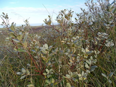 Salix repens argentea