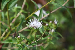 Cirsium coryletorum