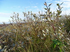 Salix repens argentea