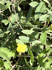 Oenothera laciniata