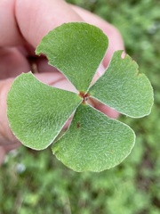 Marsilea macropoda