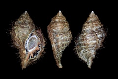 Monoplex parthenopeus