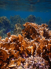 Millepora complanata