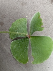 Marsilea macropoda