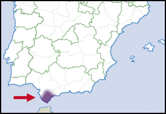 Oestophora ortizi
