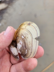 Potamilus fragilis