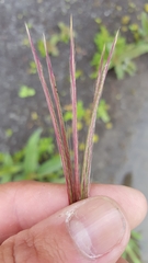 Chloris pycnothrix