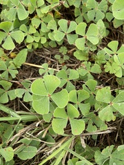 Marsilea macropoda