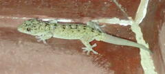 Gekko monarchus