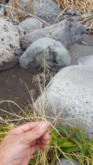 Eragrostis tenuifolia