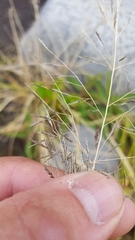 Eragrostis tenuifolia
