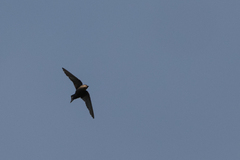 Ptyonoprogne fuligula