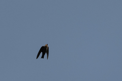 Ptyonoprogne fuligula