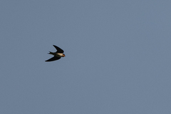 Hirundo angolensis