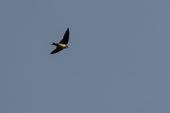 Hirundo angolensis