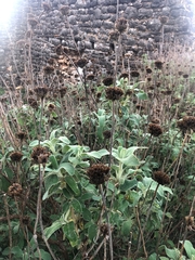 Phlomis