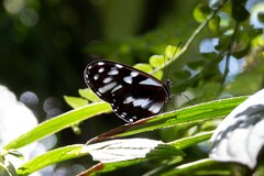 Oleria cyrene solida