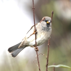 Passer domesticus