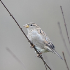 Passer domesticus