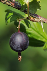 Ribes × nidigrolaria