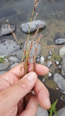 Sorghum arundinaceum