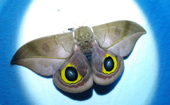 Automeris melanops