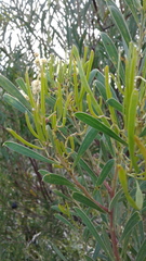 Acacia uncifolia