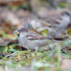 Passer domesticus