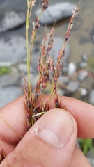 Sorghum arundinaceum