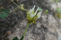 Astragalus boeticus