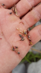 Sorghum arundinaceum