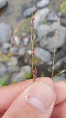 Sorghum arundinaceum