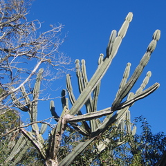 Cereus hildmannianus